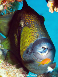 Cleaning time!

Titan triggerfish
Canon G10& Epoque 15... by Sean Cooper 